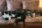 From left to right: Jasper, Jinx and Dill, our resident Board and Train Welcome Committee.