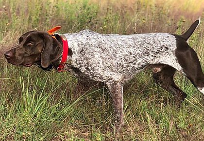 Tucker at standing Stones.jpg