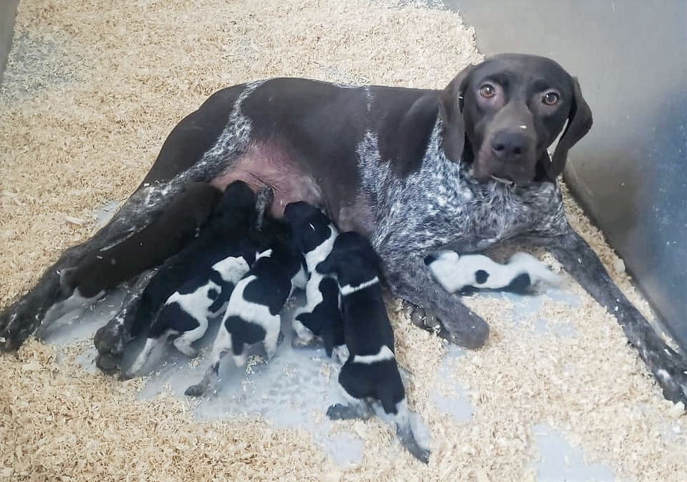 Every Teton Bird Dog begins with a carefully planned breeding designed to produce versatile hunting companions and family dogs.