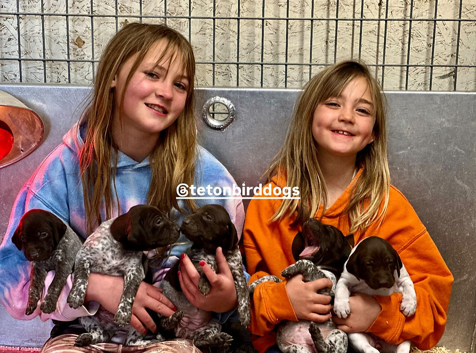 How We Raise Teton Bird Dog Puppies