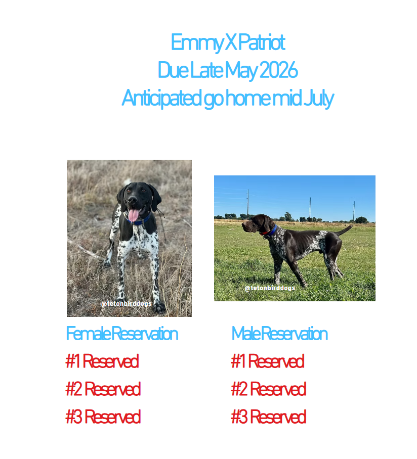 Reservations are accepted before the litter is born and selection order is determined by reservation position.