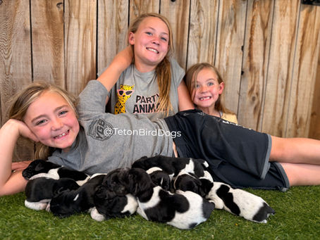 How We Raise Teton Bird Dog Puppies