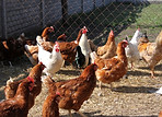 AVES DE CORRAL