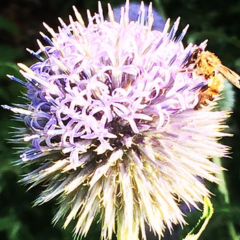 Ape operaia che cerca del nettare in un fiore viola.
