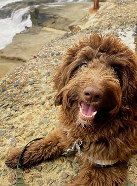 Aussie Doodle.jpg
