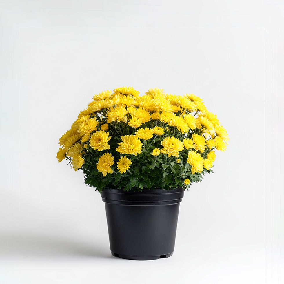 8" Garden Mum