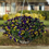 Thumbnail: 6" Wave Pansies