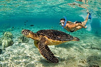 tortugas-excursion-akumal- (1).jpg