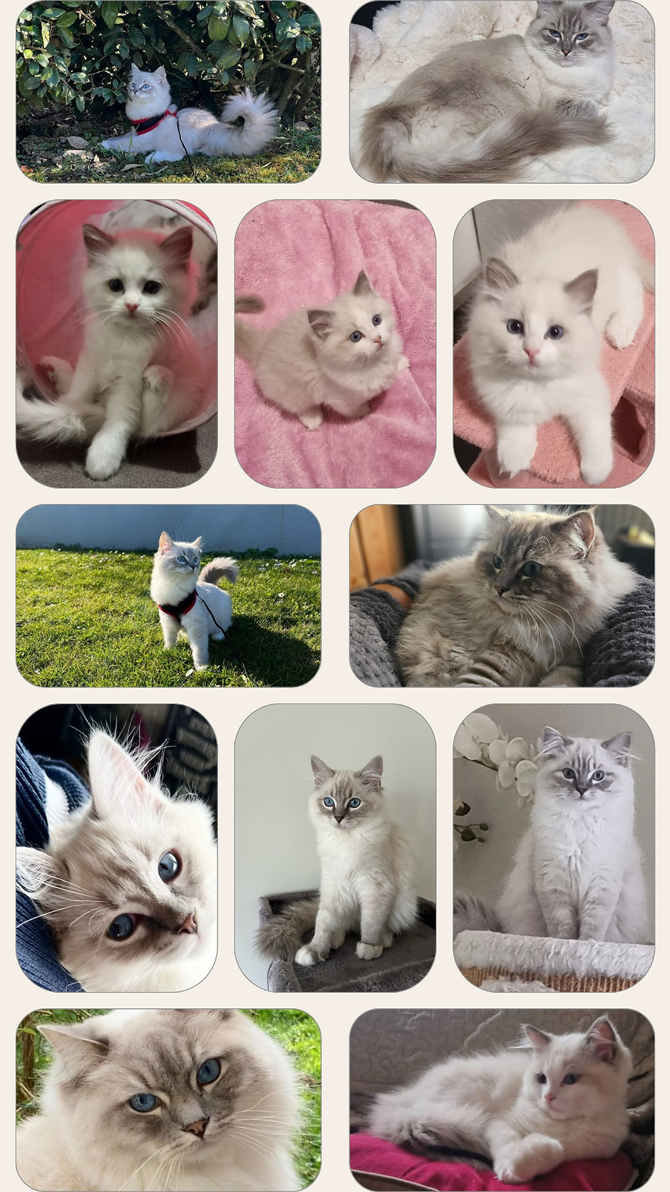 Beige Minimalist Mood Board Photo Collage Your Story_20250302_093121_0000.png