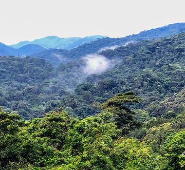 Bwindi Impentrable Forest.jpg