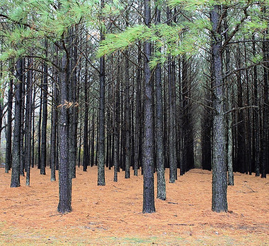 1200px-Pinus_taeda_plantation.jpg