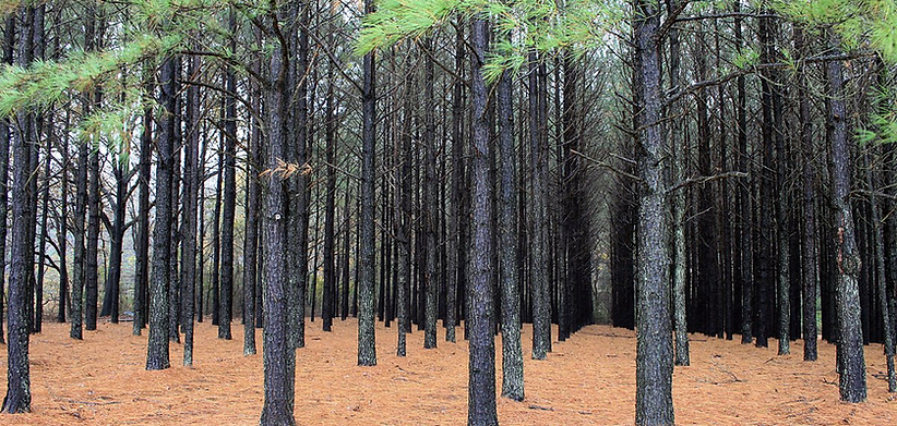 1200px-Pinus_taeda_plantation.jpg