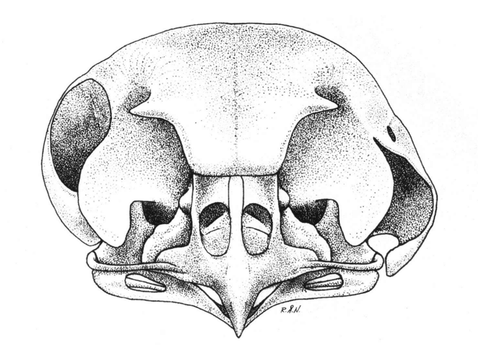 The skull of a boreal owl (Aegolius funereus) showing the asymmetry of their ear canals - see how the ear canal to the right of the beak looks 'droopy' compared to the left.
