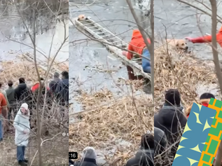 A gödi kutyamentésnek örül az internet