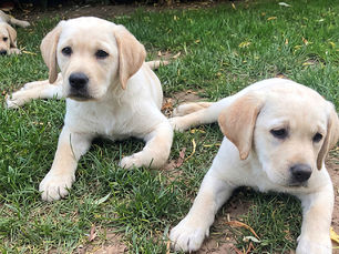 We are the “Crane Puppy Pack” Six yellow pure breed Labradors, three girls and three boys