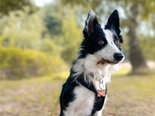 The Quiet Heart of Anwyn - The Story of a Deaf Collie’s Journey from Stray to Home