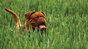 Dog owners urged to check pets after walks as tick season begins