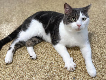 ‘Inbetweener’ home needed for independent cat Ladder