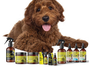 Keeping Your Dog Well Through Winter