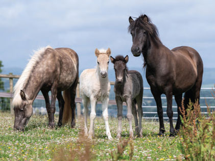 New Beginnings: The remarkable recovery of a herd of Icelandic horses in Devon