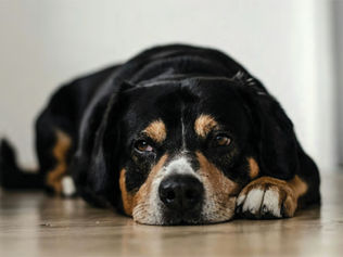 What your dog’s vomit is trying to tell you