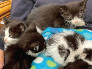 Family joins forces to save five tiny kittens abandoned in park
