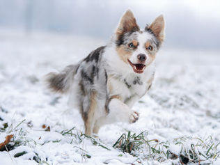 Border Collie running in the snow