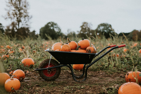 halloween-pumpkins-wheelbarrow-dark-autumn-mood.jpeg