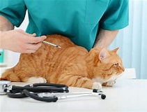 Diabetes bei Katzen – Symptome und Behandlung von Katzendiabetes