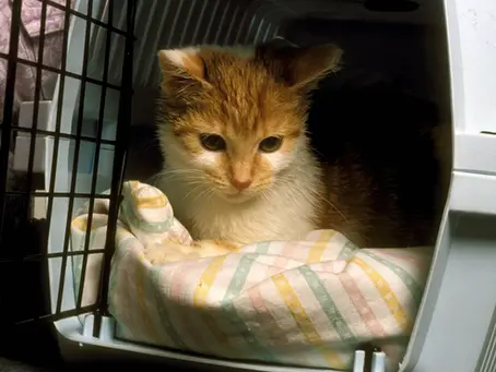 Mit der Katze Auto fahren