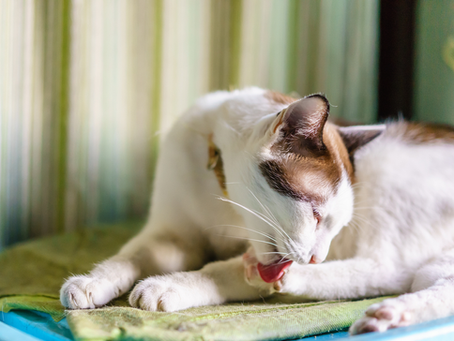 Die Fellpflege bei Katzen