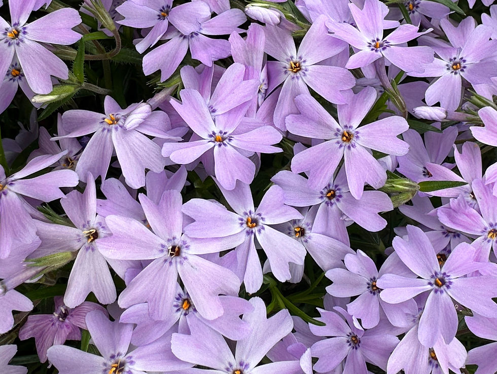ree