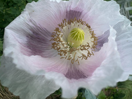 Balancing your crown chakra can help connect to your divine wisdom. Learn how.