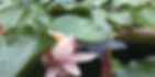Customer Reviews for Touch of Nature Healing feature a header photo of water lillies.