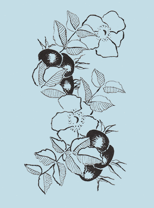 IllustrationRoseHips forweb.gif