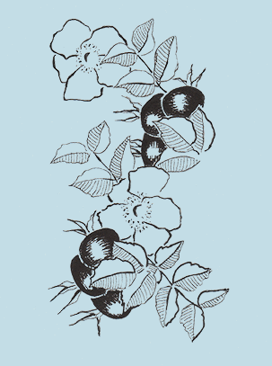 IllustrationRoseHips full res reversed.g