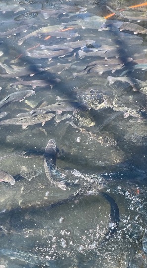 Steelhead trout from the Lois Lake operation