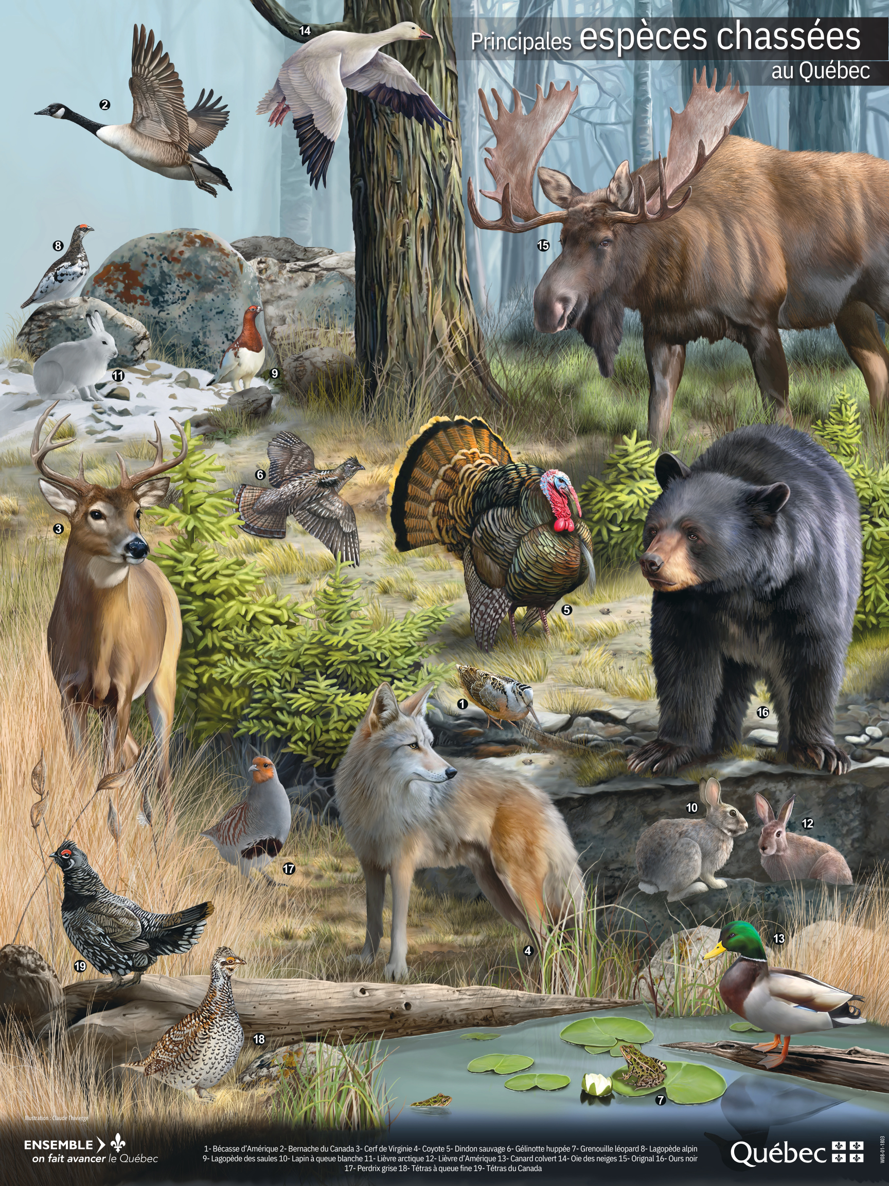 Les principales espèces chassées au Québec