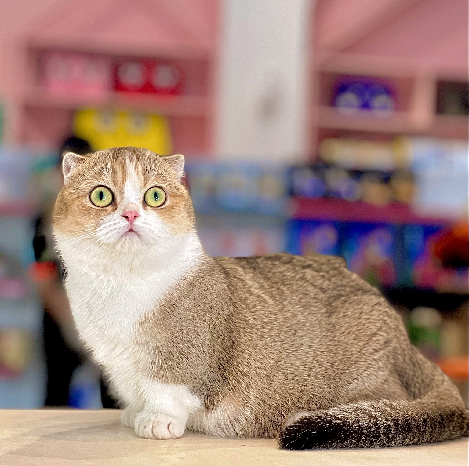 Mèo Chân Ngắn Vàng Trắng - MCN005