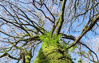 Mossy trees Wales - photo by Isabel Sebastian.jpg