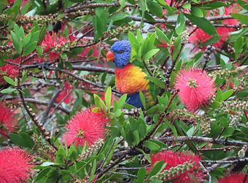 Rainbow Lorikeet - photo by Isabel Sebastian