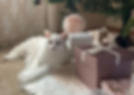 White cat lying under a Christmas tree, surrounded by pink and white gift boxes. Cozy setting with a fluffy ornament hanging above.