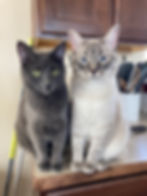 Two cats sit on a kitchen counter. One is gray with green eyes; the other is cream with blue eyes. Wooden cabinets and utensils in background.
