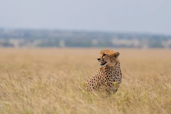 Open Savanah Land of Serengeti National Park