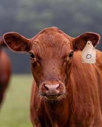 Bison Brook Promo-2.jpg