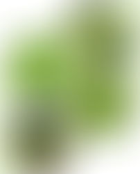 Spring Herbal Allies: Chickweed 