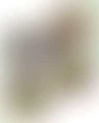 Plantain {Plantago Major} Monograph