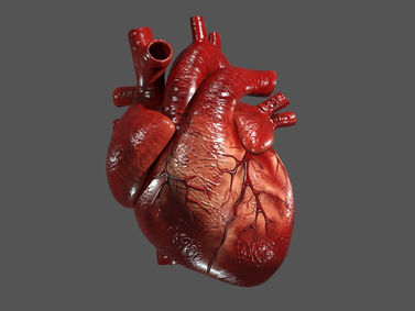 Sistema cardiovascular 