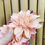Thumbnail: Lucile Double Dahlia Hair Flower -  Peach