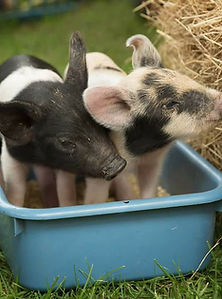 mobile farm bottle feeding at an event